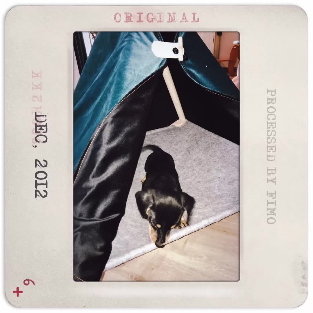 给家里的小动物做了一个小狗窝。