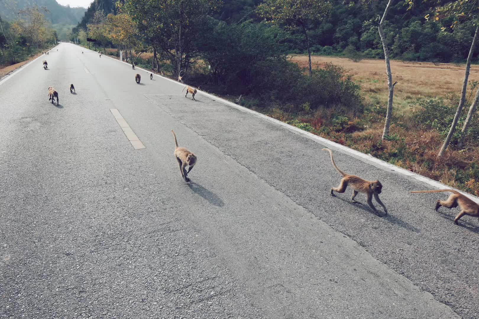 国内有疫情了。回国计划推迟。