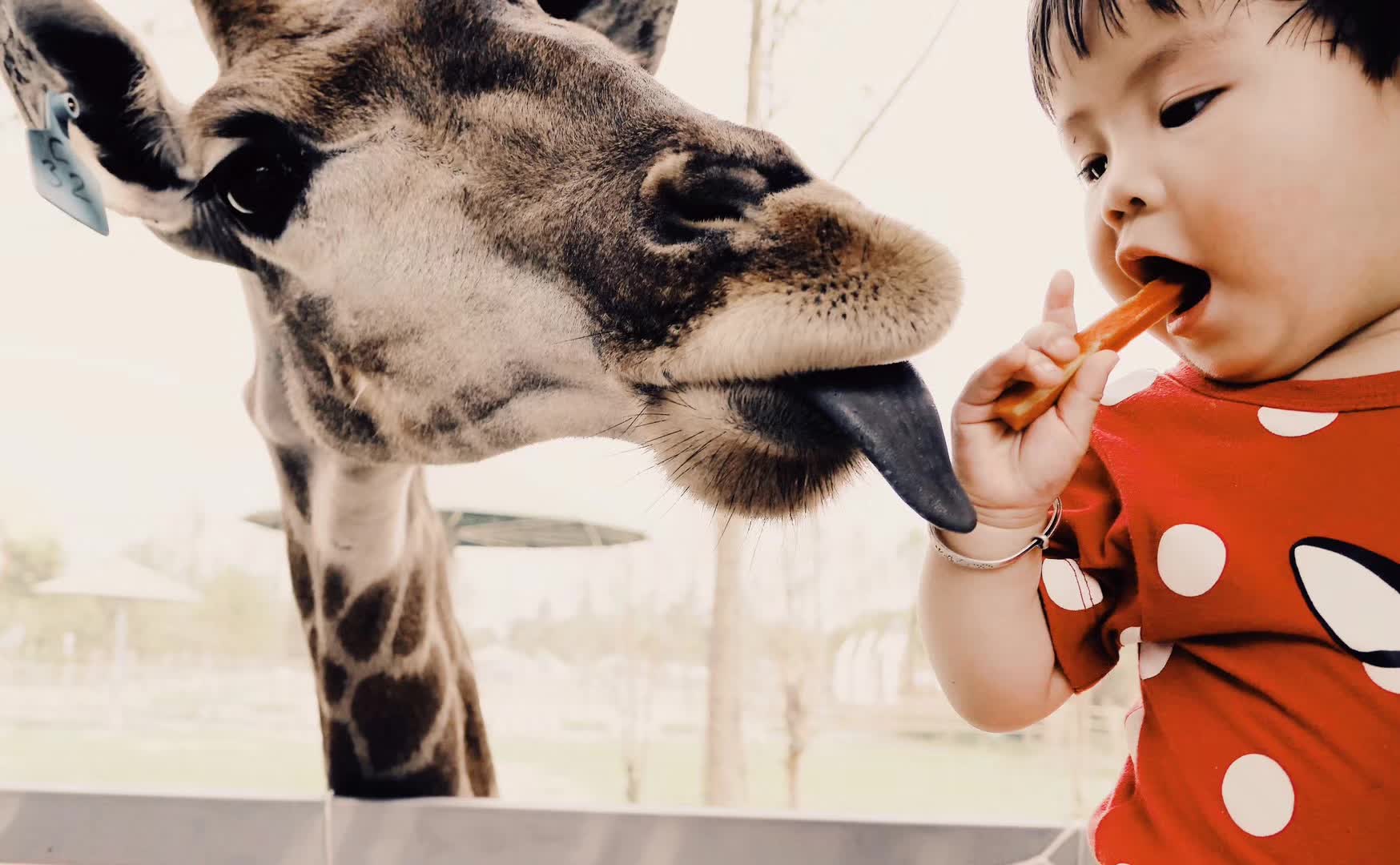 这个是给你喂长颈鹿🦒的!不是叫你自己吃的！