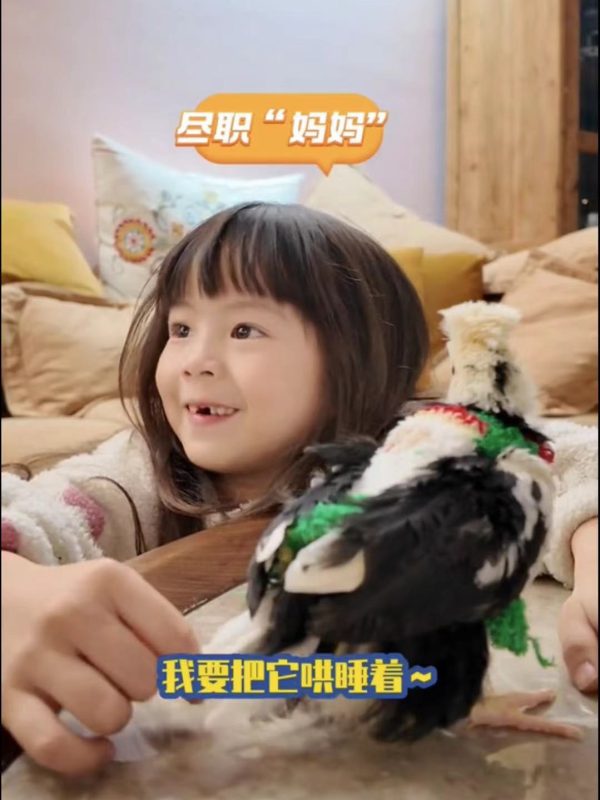 提前给小鸡做一件圣诞衣服。