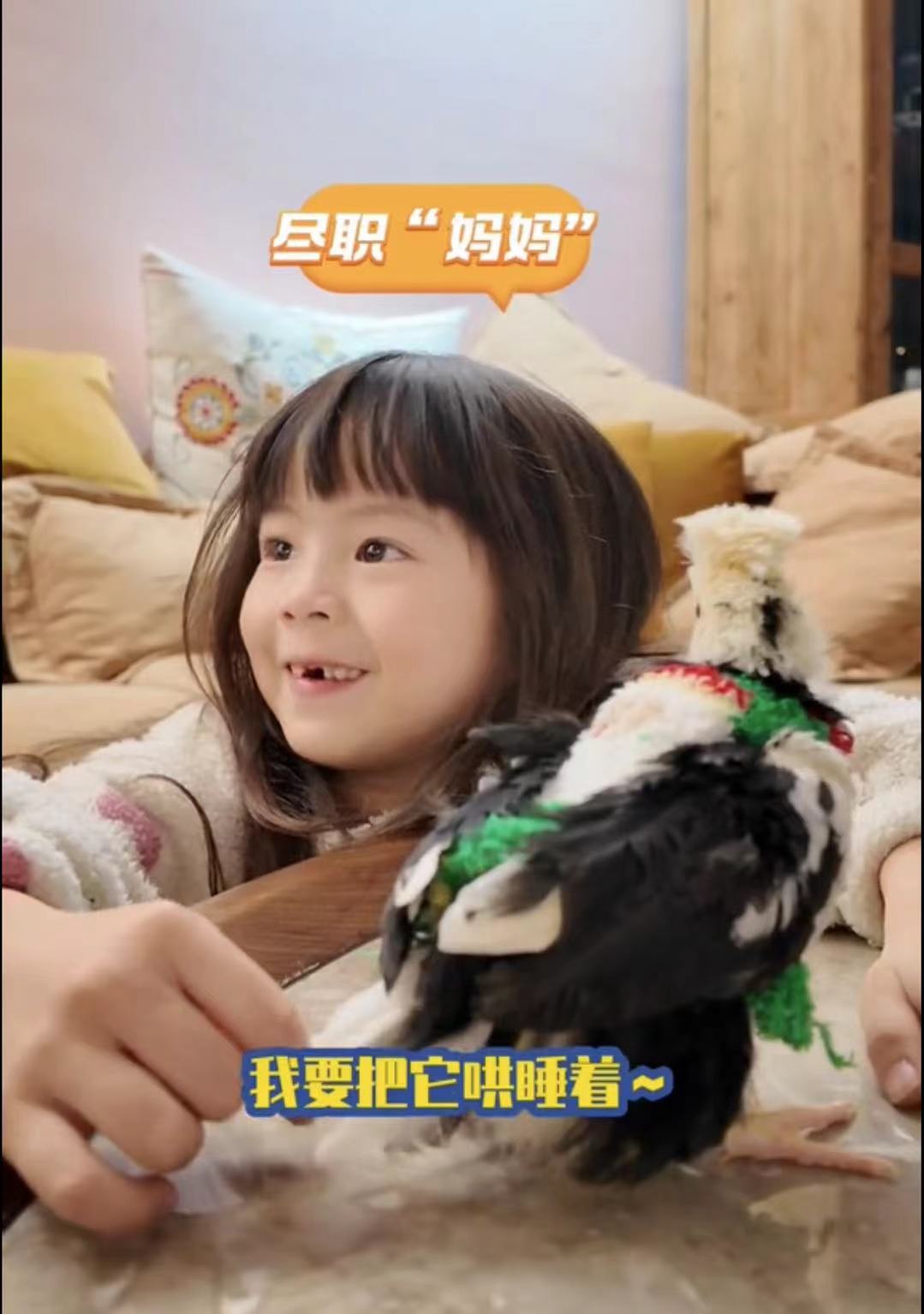 提前给小鸡做一件圣诞衣服。
