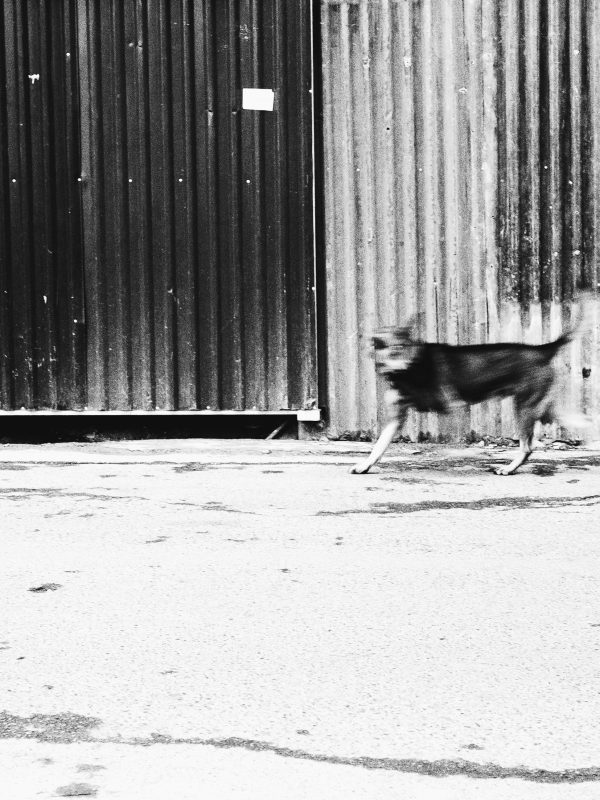 河内西湖随手拍