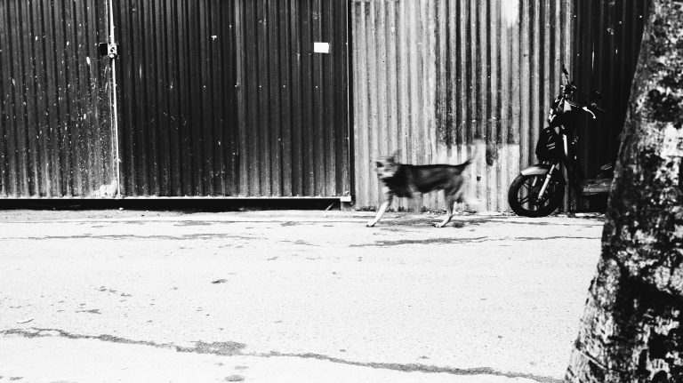 河内西湖随手拍