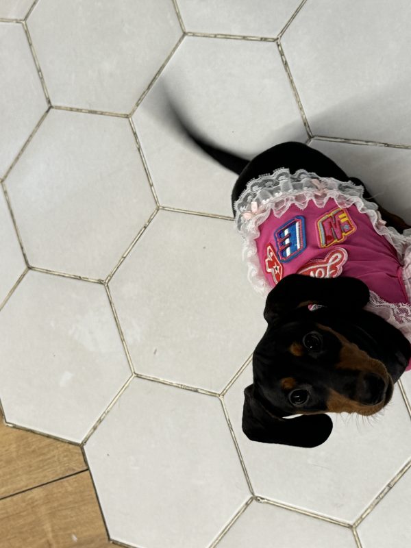 一起给WERWER做衣服