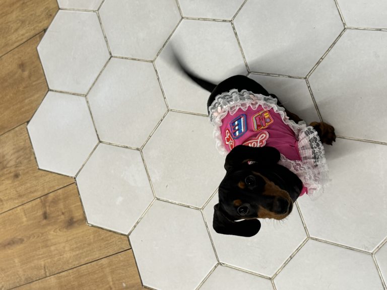 一起给WERWER做衣服