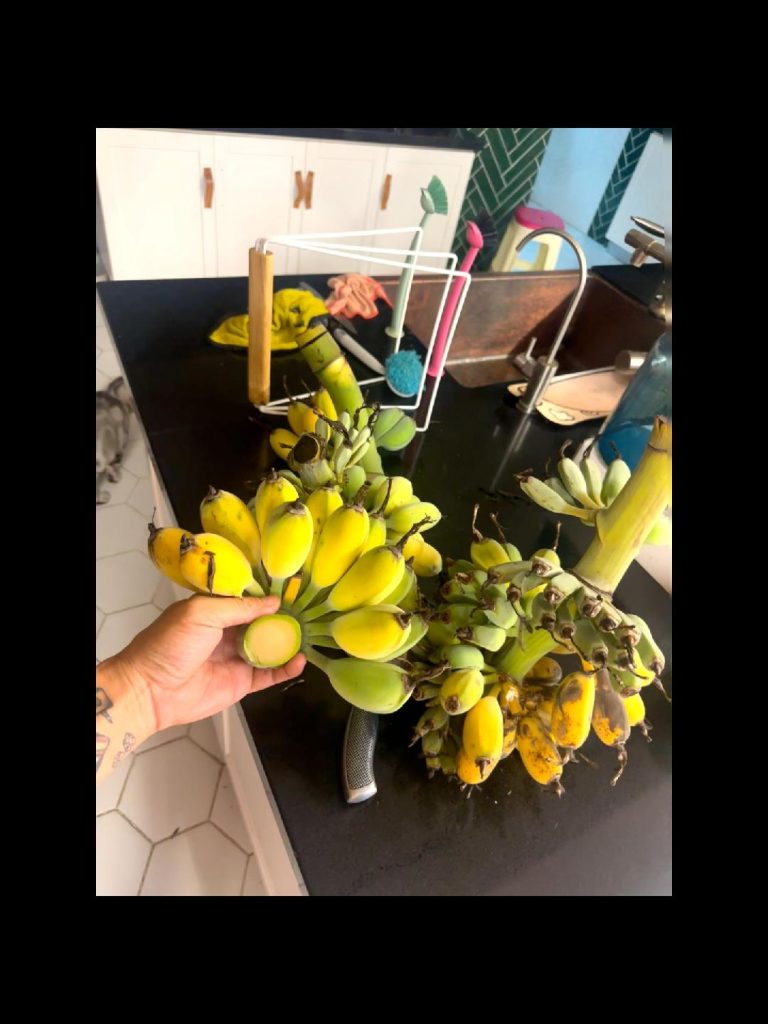 我在院子里种的手指蕉成熟了。