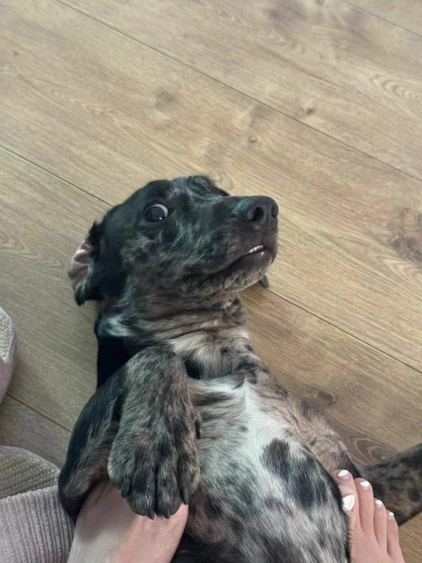 想进房间的傻子三人组