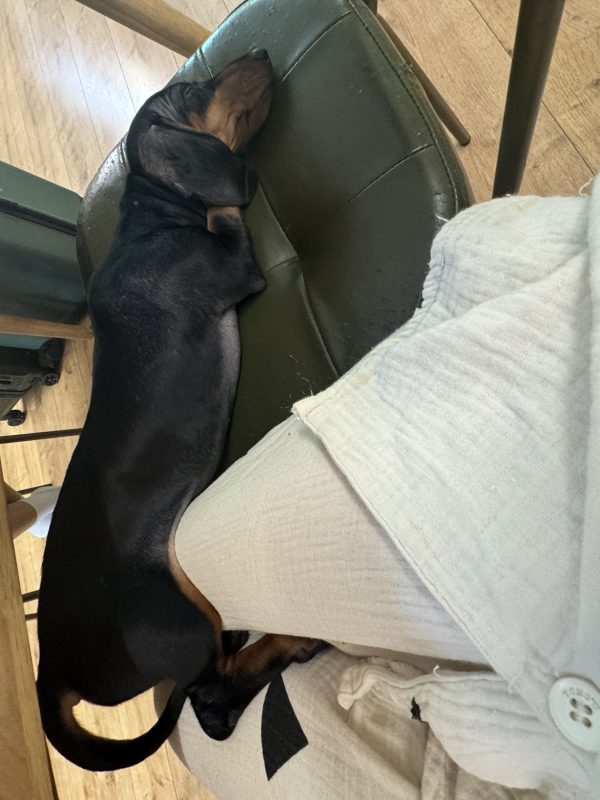 肠肠的一年，werwer的一岁