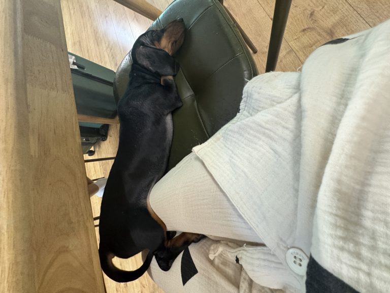 肠肠的一年，werwer的一岁