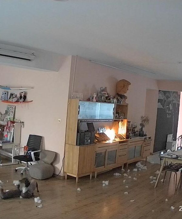 抓到拆家大坏蛋一个