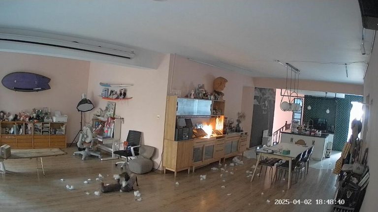 抓到拆家大坏蛋一个